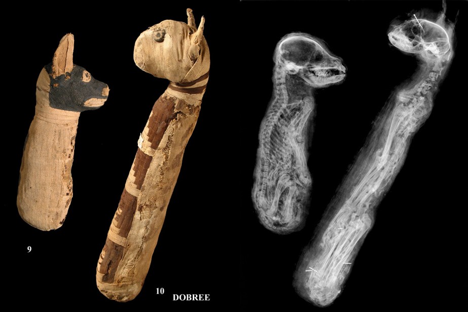 2024/12 - Imagerie 013 - Radiographie momies